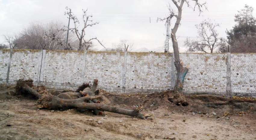کوئٹہ: وڈن روڈ پر پڑے درخت کسی حادثے کا سبب بن سکتے ہیں۔