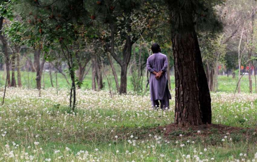 اسلام آباد: مقامی پارک میں کپاس کے پھولوں کا دلکش منظر۔