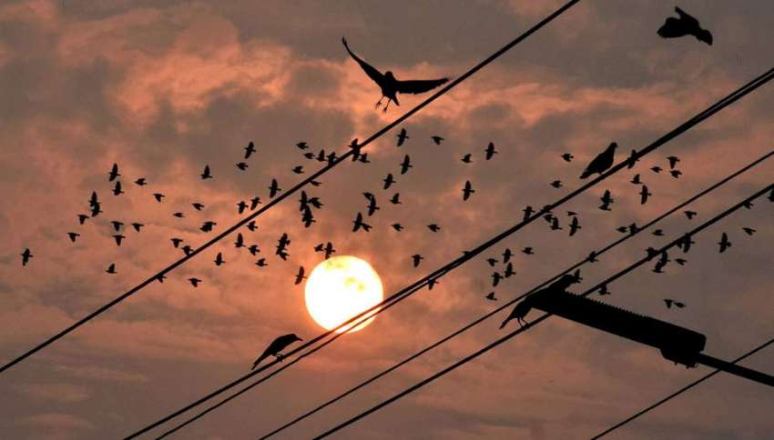 لاہور : پرندوں کا غول دانہ دنکا چگنے کے بعد محو پرواز ہے۔ ..