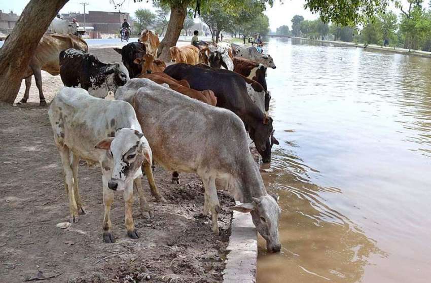ملتان: گائیاں پیاس اور گرمی کی شدت کم کرنے کے لیے پانی پی ..