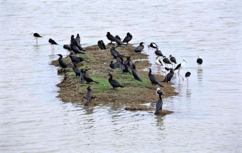لاڑکانہ: پرندوں کا جھرمٹ  پانی کے تالاب میں خشک جگہ  پر بیٹھا ..