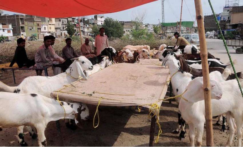 راولپنڈی: بیوپاریوں نے قربانی کے حوالے سے بکرے سرک کنارے ..