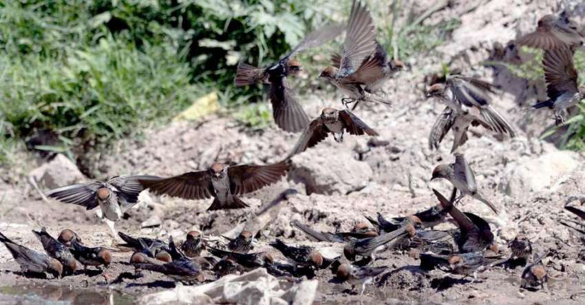 راولپنڈی: لیاقت باغ میں ابابیل پرندے دانا دنکا چگ رہے ہیں۔