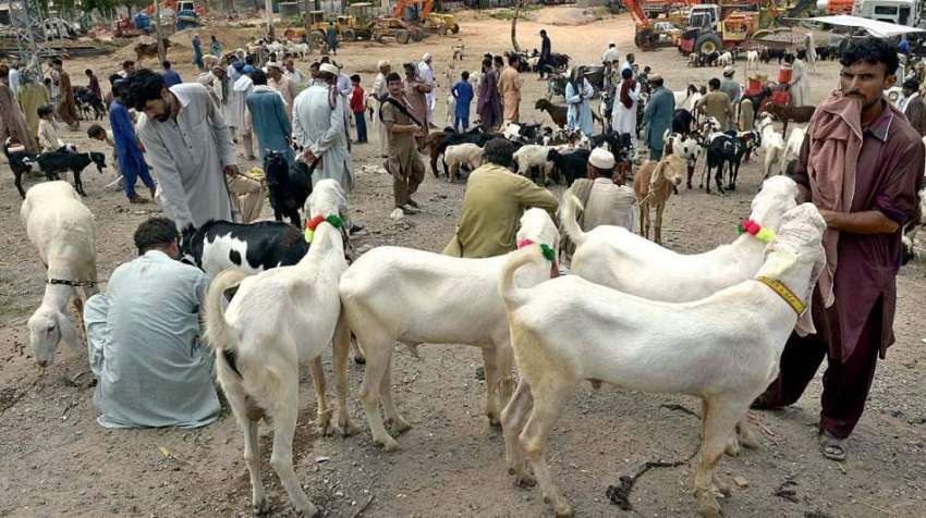 راولپنڈی: مویشی منڈی میں بیوپاری بکرے فروخت کے لیے گاہکوں ..