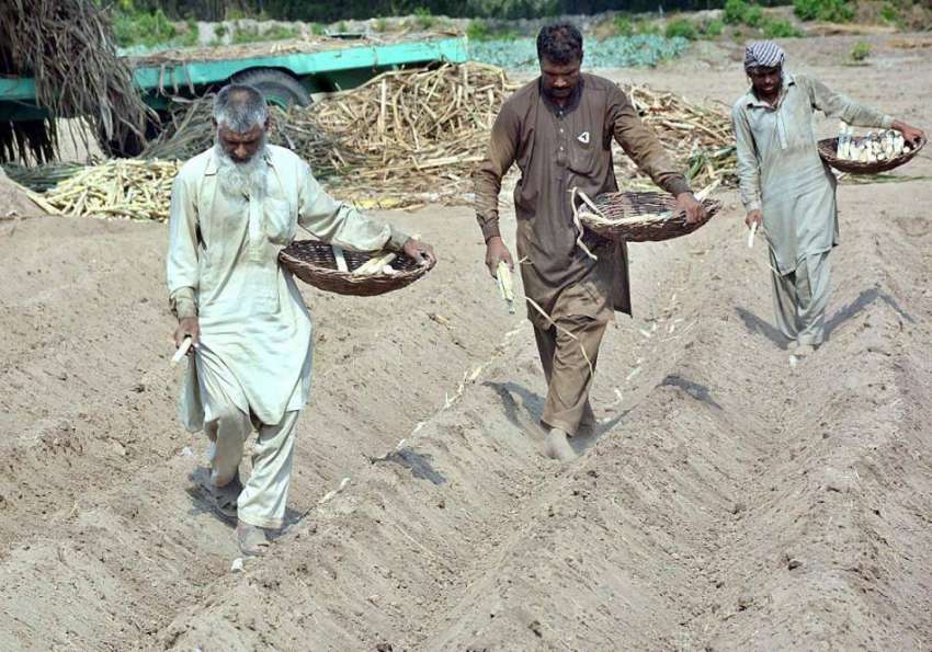 فیصل آباد: گنے کی فصل کو کاشت کرتے ہوئے کسان۔