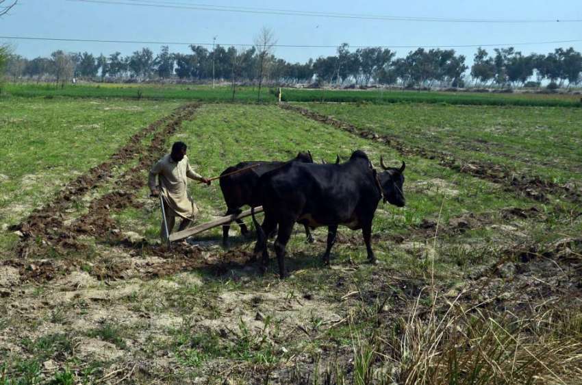 لاہور: نواحی گاؤں میں کسان روایتی انداز سے کھیت کو فصل کے ..