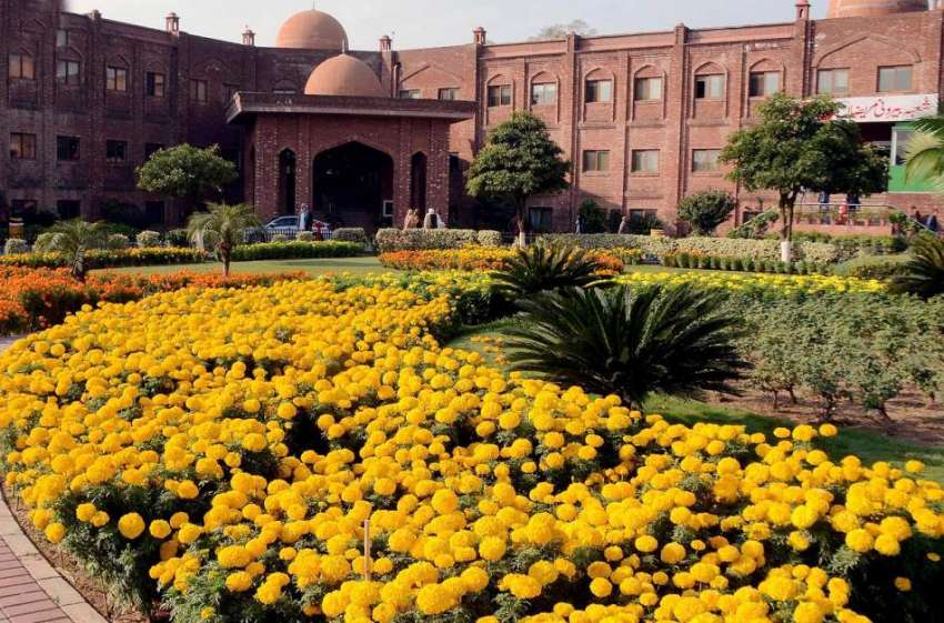 راولپنڈی: کارڈیالوجی ہسپتال میں لگائے گئے پھول خوبصورت ..