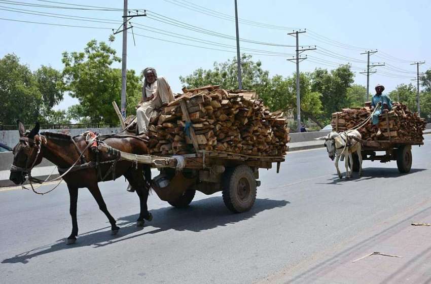 فیصل آباد: مزدور گھوڑا ریڑھی اور گدھا ریڑھی پر لکڑیاں لادھے ..