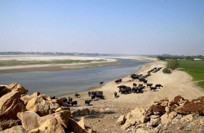 حیدر آباد: بھینسیں دریائے انڈس کنارے چارہ چنتے ہوئے۔