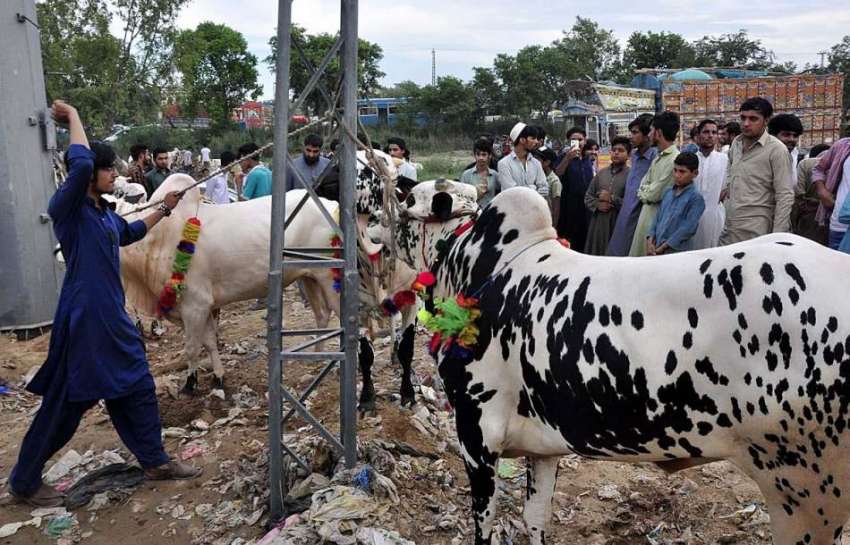 اسلام آباد: عید قرباں کی آمد کے موقع پر مویشی منڈی میں قربانی ..