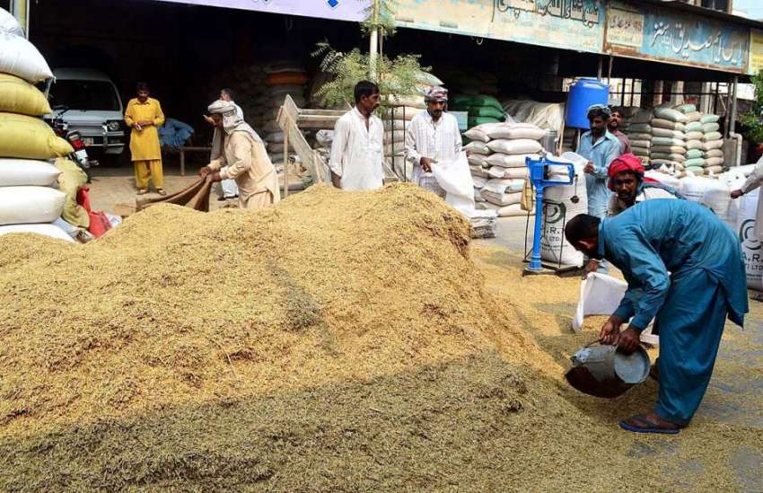 سرگودھا: غلہ منڈی میں مزدور چاول کی فصل سے بیگ بھرنے میں ..
