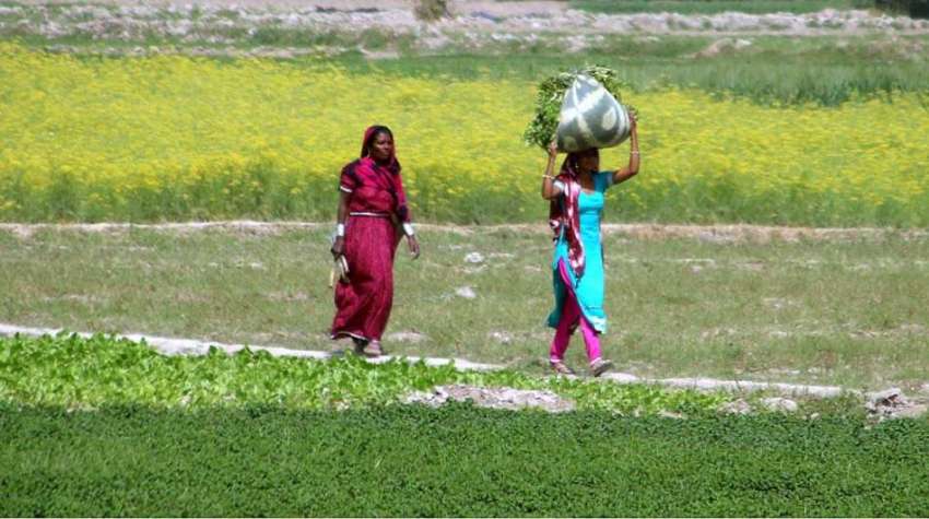 حیدر آباد: کسان خواتین جانوروں کا چارا اٹھائے لیجا رہی ہیں۔