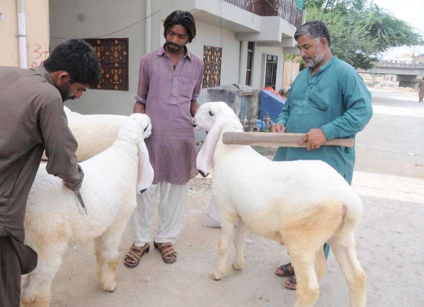 راولپنڈی: بیوپاری قربانی کے جانوروں کی صفائی میں مصروف ہیں۔