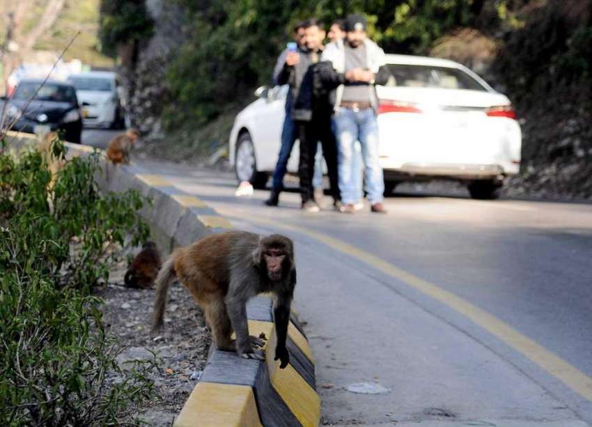 مری: سیر کے لیے آنیوالے سیاح سڑک کنارے بیٹھے بندروں کی تصاویر ..