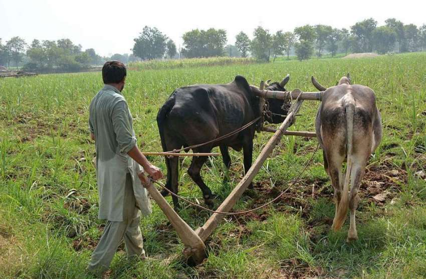 فیصل آباد: کسان روایتی انداز سے کھیت میں ہل چلا رہا ہے۔
