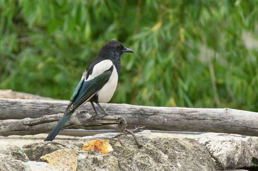 گلگت: دریائے انڈس کنارے بیٹھا پرندہ خوبصورت منظر پیش کر ..