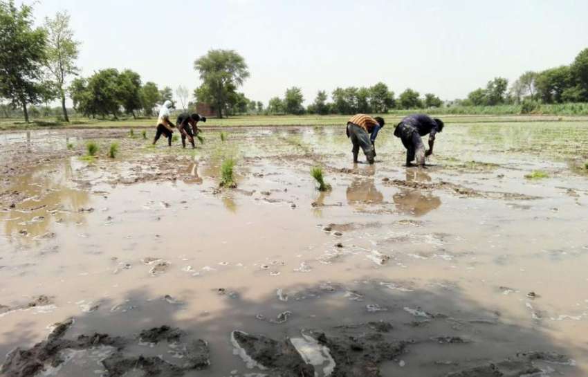 سندیلیانوالی: مزدور چاول کی فصل کاشت کر رہے ہیں۔