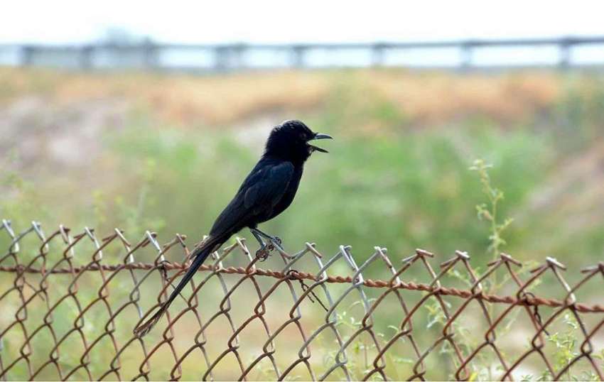 فیصل آباد: لوہے کی باڑ پر خوبصورت پرندہ بیٹھا ہے۔