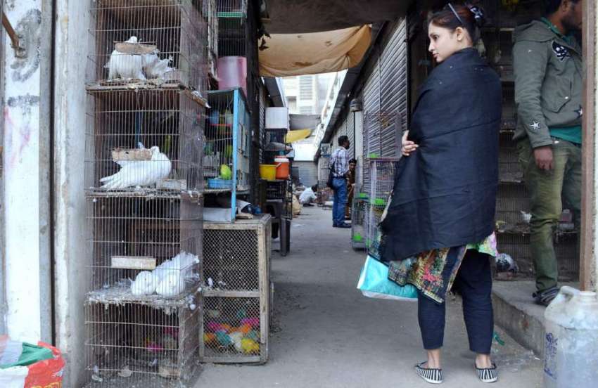 کراچی:  لڑکی پرندوں کی مارکیٹ میں پرندے خریدتے ہوئے