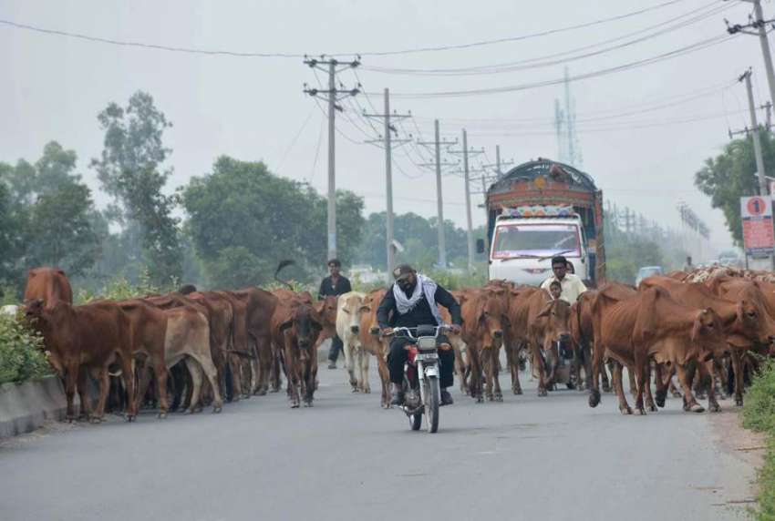 فیصل آباد: گائیوں کی ایک بڑا جھنڈ چرنے کے لیے جا رہا ہے۔