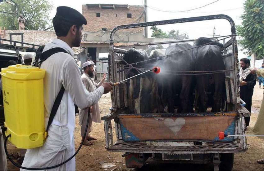 پشاور: محکمہ لائیو سٹاک کا اہلکار مویشی منڈی میں جانوروں ..
