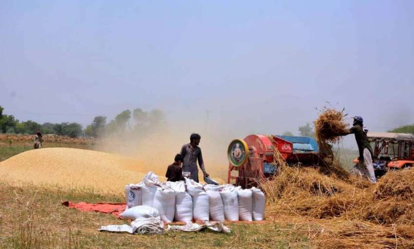 فیصل آباد: کستان جدید مشینری کے ذریعے گندم کٹائی میں مصروف ..