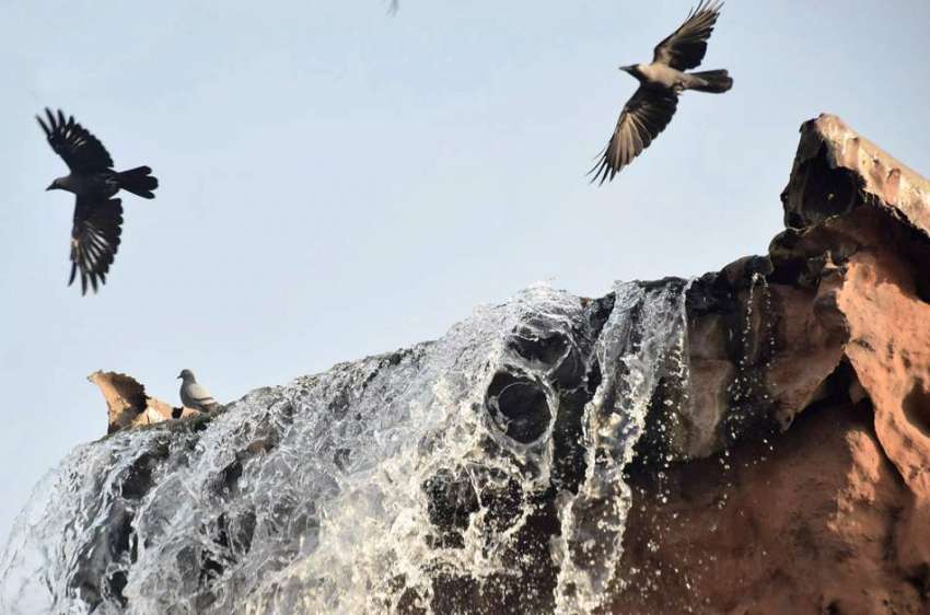 لاہور : جیلانی پارک میں پرندے مصنوعی آبشار سے پانی پینے کے ..