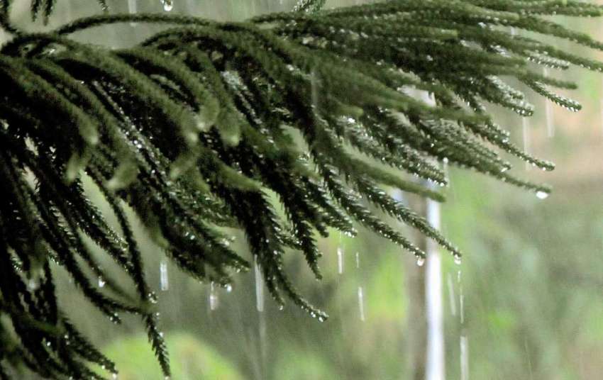 راولپنڈی:بارش کے بعد پتوں پر پڑے بارش کے قطرے خوبصورت منظر ..