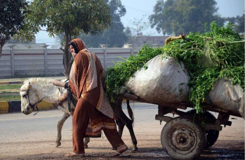 لاہور: نواحی گاؤں میں خاتون گدھا ریڑھی پر چارا لادھا جارہی ..