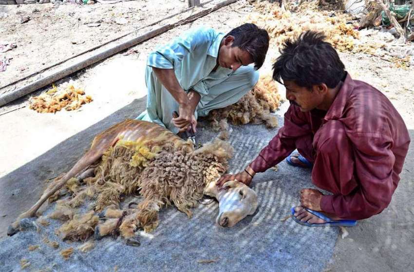 حیدر آباد: نوجوان دمبے کے بال کاٹ رہا ہے۔