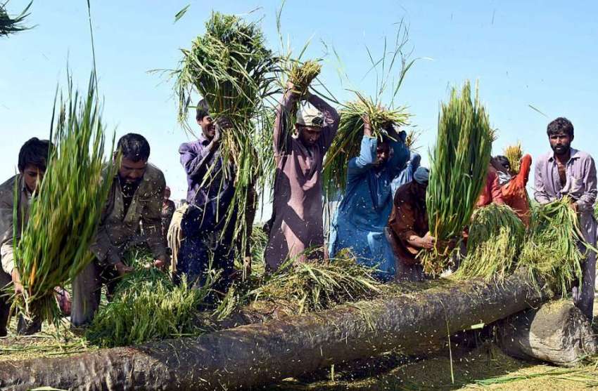 لاڑکانہ: کاشتکار اپنے کھیت میں روایتی انداز میں چاول کی ..