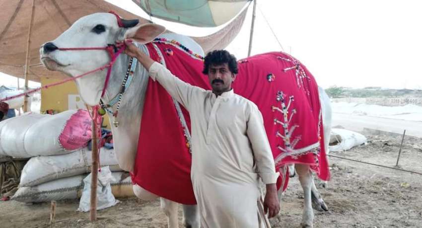 کراچی: سپر ہائی وے پر قائم ایشیا کی سب سے بڑی مویشی منڈی میں ..