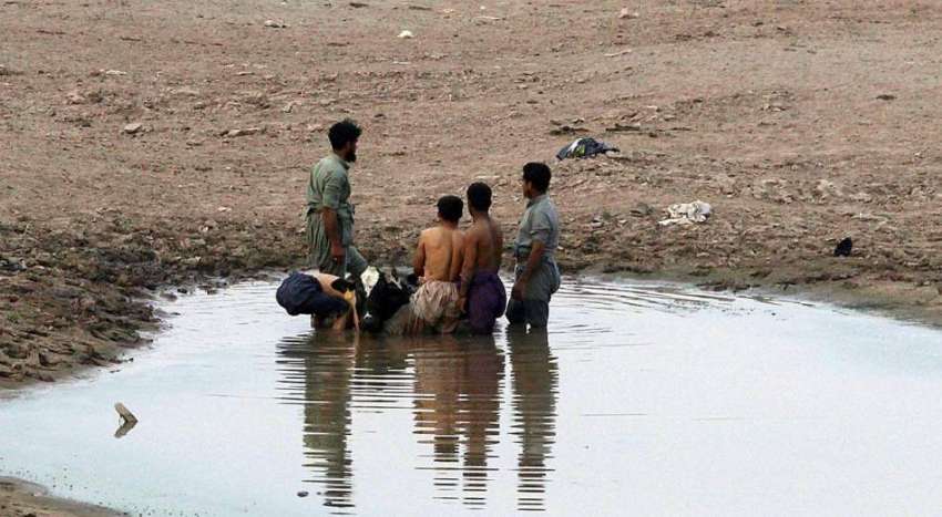 لاہور: نوجوان دریائے راوی میں بھینس کو ریسکیو کر رہے ہیں۔