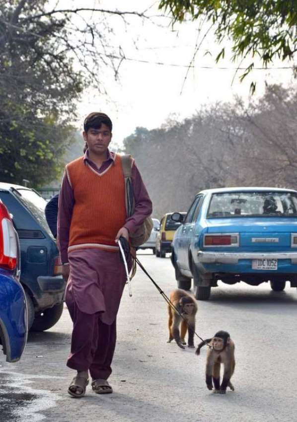 اسلام آباد: وفاقی دارالحکومت میں مداری اپنے بندروں کے ہمراہ ..