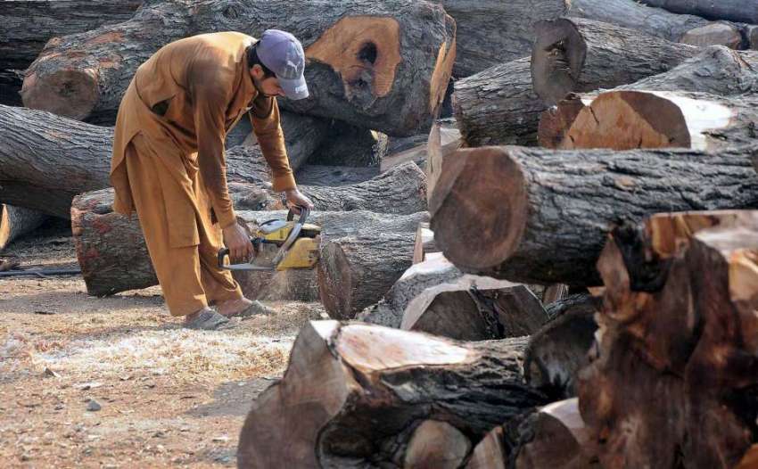 راولپنڈی: ٹمبر مارکیٹ میں ایک مزدورلکڑی کی کٹائی میں مصروف ..