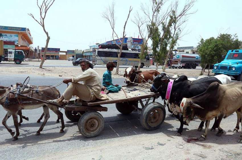 حیدر آباد: عید قربان کے موقع پر بیوپاری گدھا ریڑھی پر سوار ..