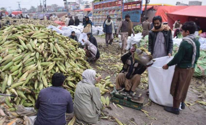 لاہور: سبزی منڈی میں محنت کش چھلیاں تول کر تھیلوں میں ڈال ..