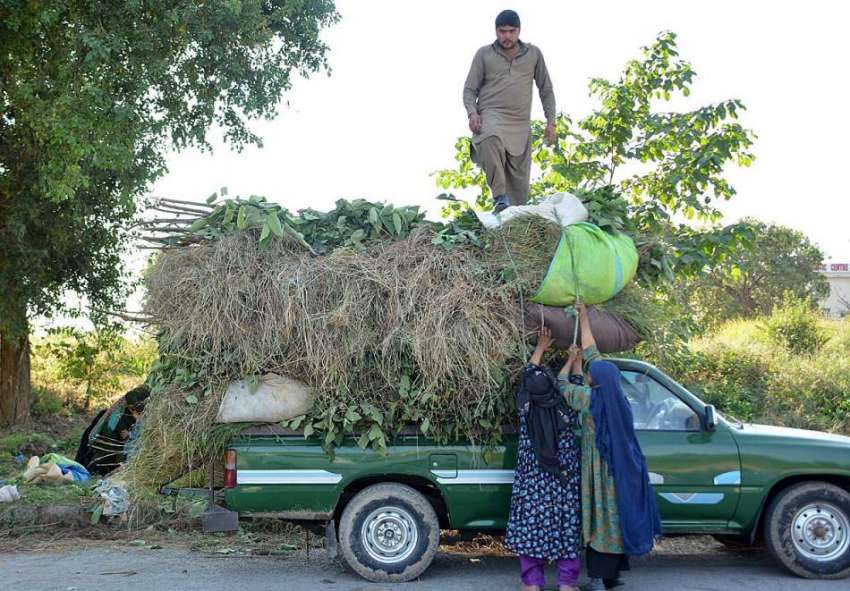 اسلام آباد: جی۔ 8 سیکٹر میں اپنے مویشیوں کے لئے چارا اکھٹا ..