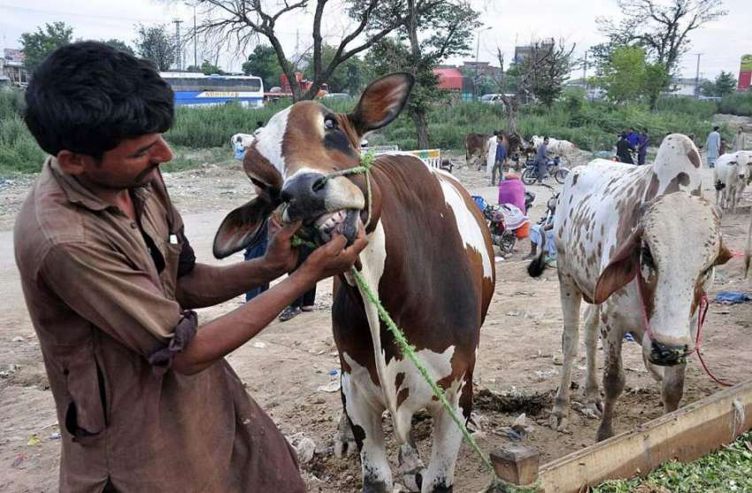 اسلام آباد: عید قرباں کی آمد کے موقع پر مویشی منڈی میں قربانی ..