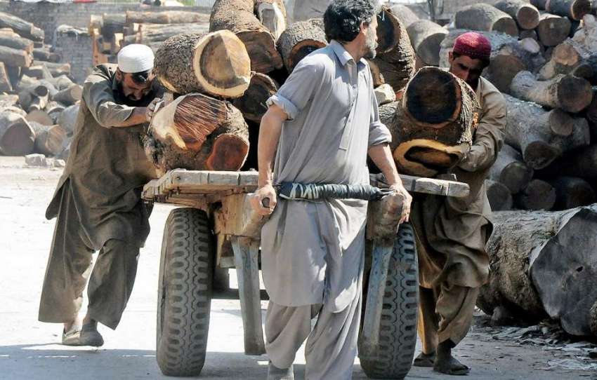 راولپنڈی: ٹمبر مارکیٹ میں مزدور بھاری لکڑی ہتھ ریڑھے پر ..