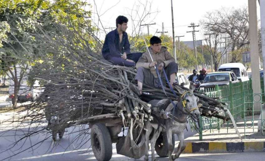 اسلام آباد: نوجوان خشک ٹہنیاں گدھا ریڑھی پر رکھے جارہے ہیں۔