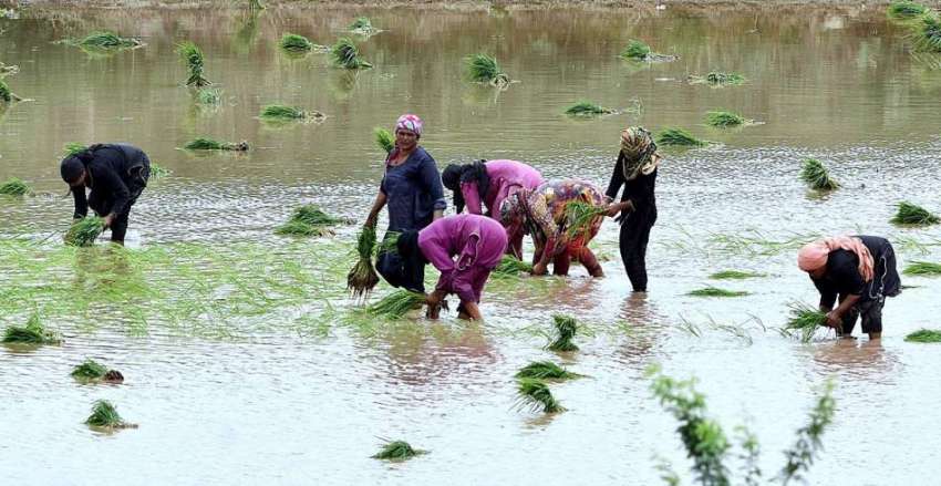 لاہور: کسان خواتین چاول کی فصل کاشت کر رہی ہیں۔