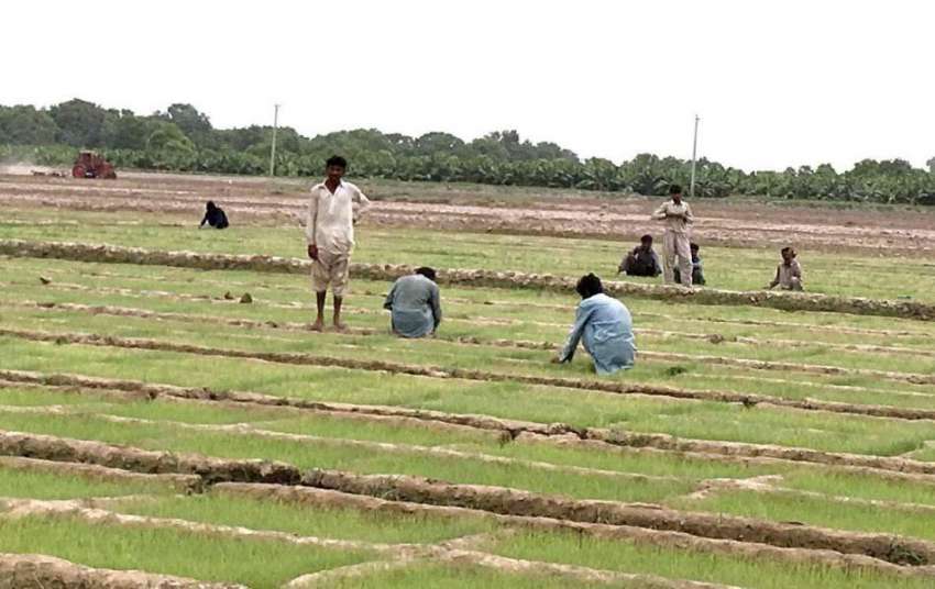 حیدر آباد: کسان سبزی کے کھیت میں روزہ مرہ کام میں مصروف ہیں۔