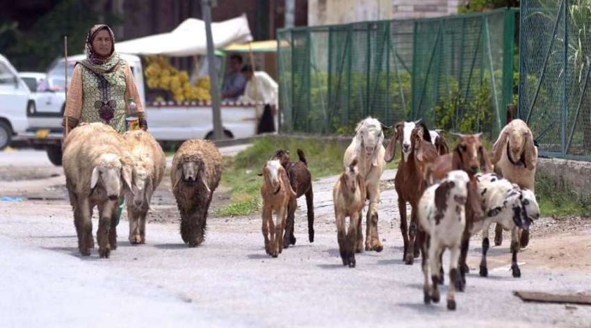 راولپنڈی: خانہ بدوش خاتون مال مویشی چرا رہی ہے۔