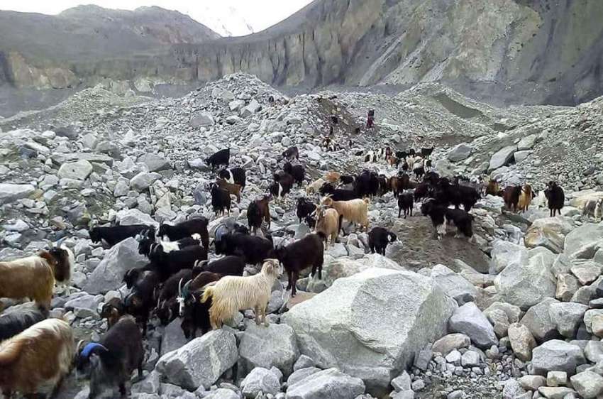 گلگت: پہاڑی وادی میں بھیڑ بکریاں چر رہی ہیں۔