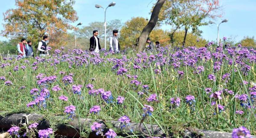 اسلام آباد: وفاقی دارالحکومت میں سڑک کنارے لگے موسمی پھول ..