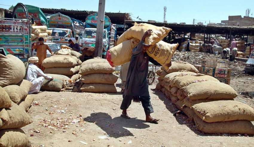 حیدر آباد: مزدور سبزی منڈی میں پیاز کی بوریاں ٹریکٹر ٹرالی ..