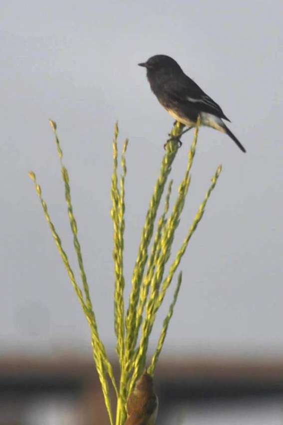 ملتان: چاول کی فصل پر بیٹھا ایک پرندہ۔