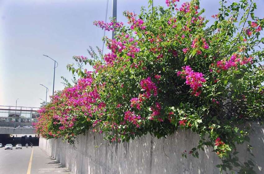 اسلام آباد: وفاقی دارالحکومت میں سڑک کنارے لگے موسمی پھولوں ..