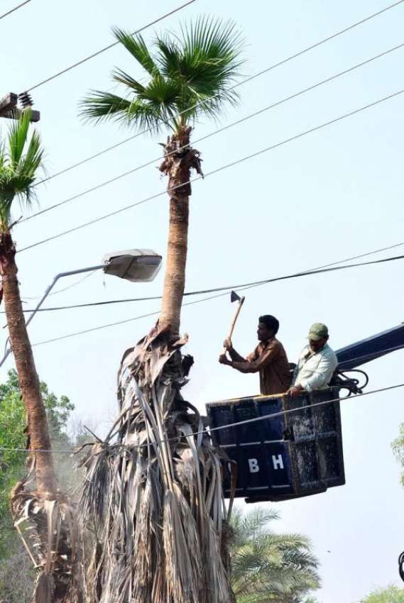 حیدرآباد: ٹنڈی سرک میں کنٹونمنٹ بورڈ والے درخت کی خشک شاخوں ..